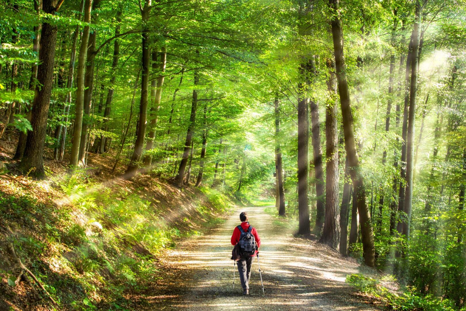 man in forest
