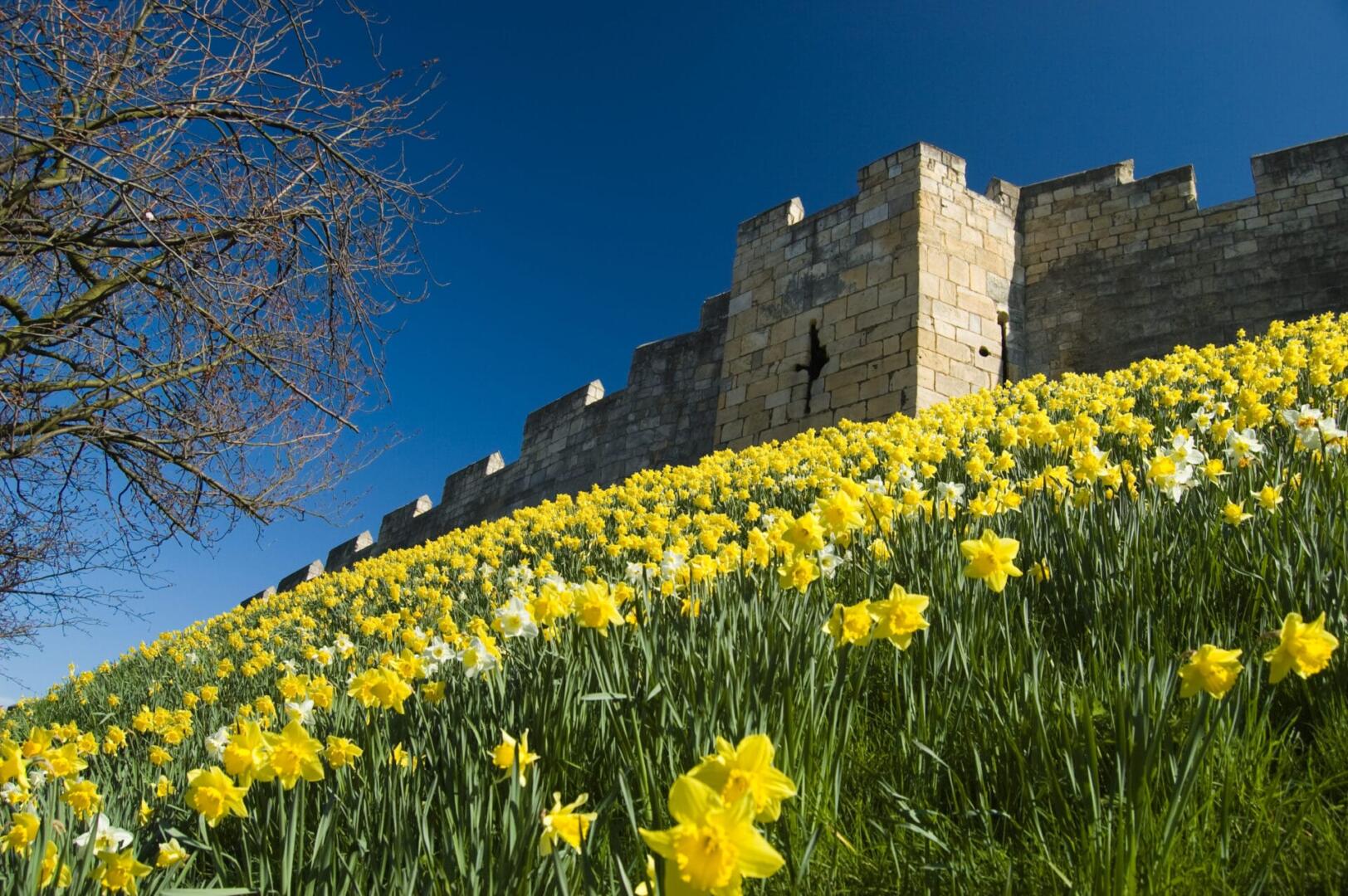 York Walls with daffodils
